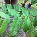 Image of <i>Juglans <i>ailantifolia</i></i> var. ailantifolia