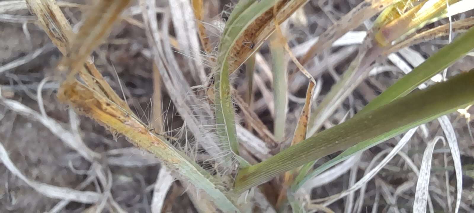 Image of false Rhodes grass