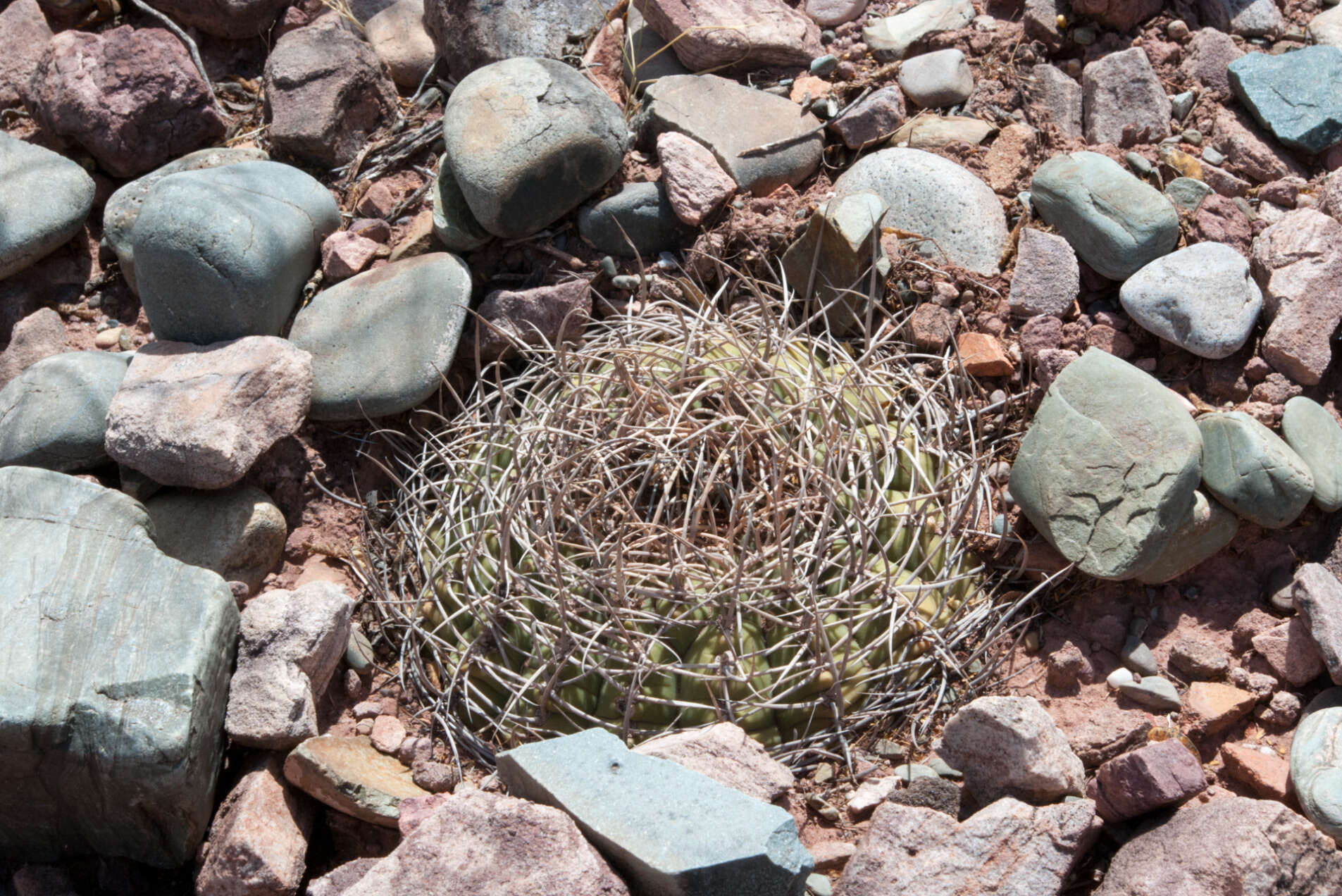 Image of Gymnocalycium spegazzinii subsp. cardenasianum (F. Ritter) R. Kiesling & Metzing