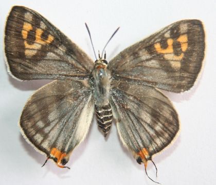 Image of Common Silverline
