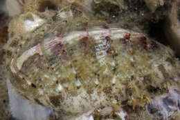 Image of Chiton