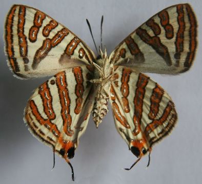 Image of Common Silverline
