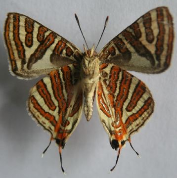 Image of Common Silverline