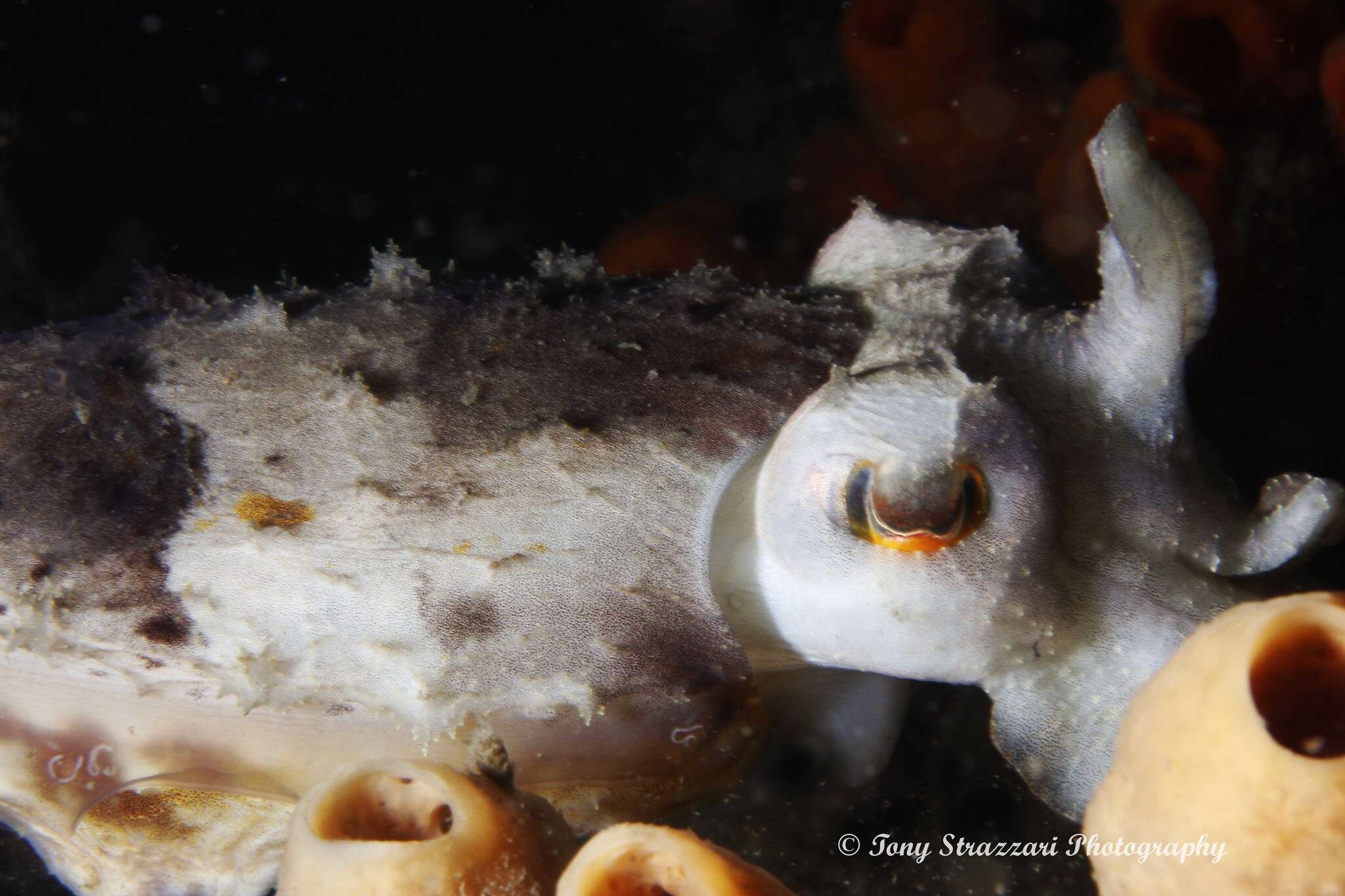 Image of Ken's cuttlefish