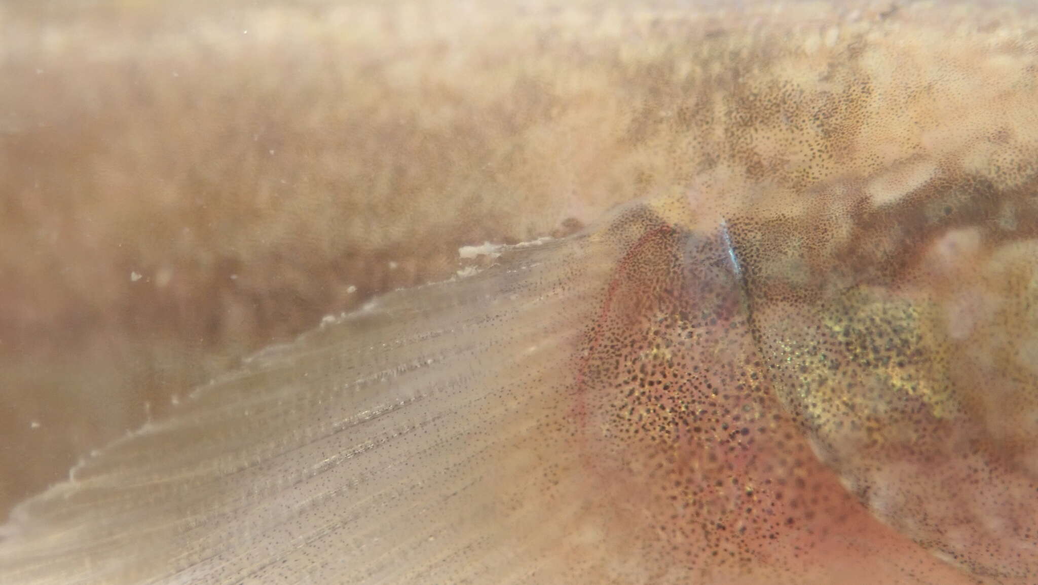 Image of Shimofuri Goby