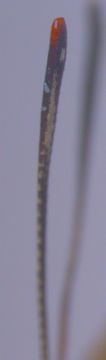 Image of Common Silverline