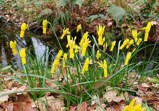 Narcissus cyclamineus DC. resmi