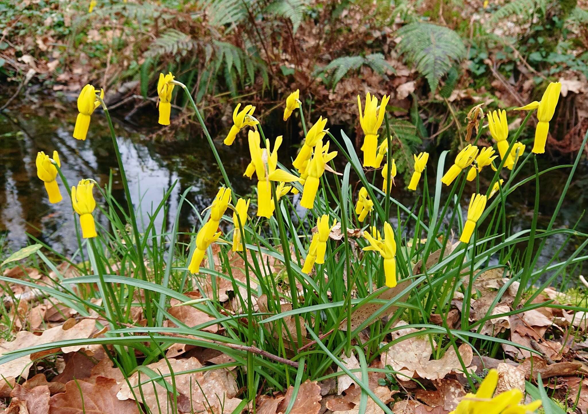 Image of Narcissus cyclamineus DC.