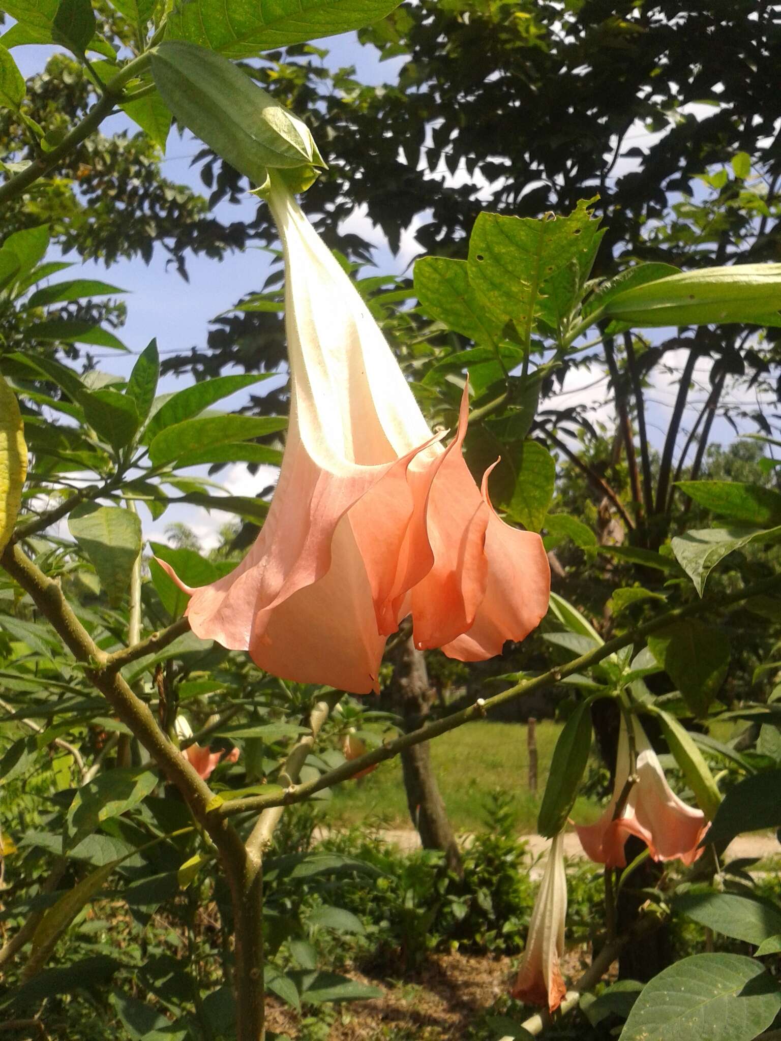 Image de Brugmansia insignis (Barb-Rodr.) T. E. Lockwood ex E. Wade Davis