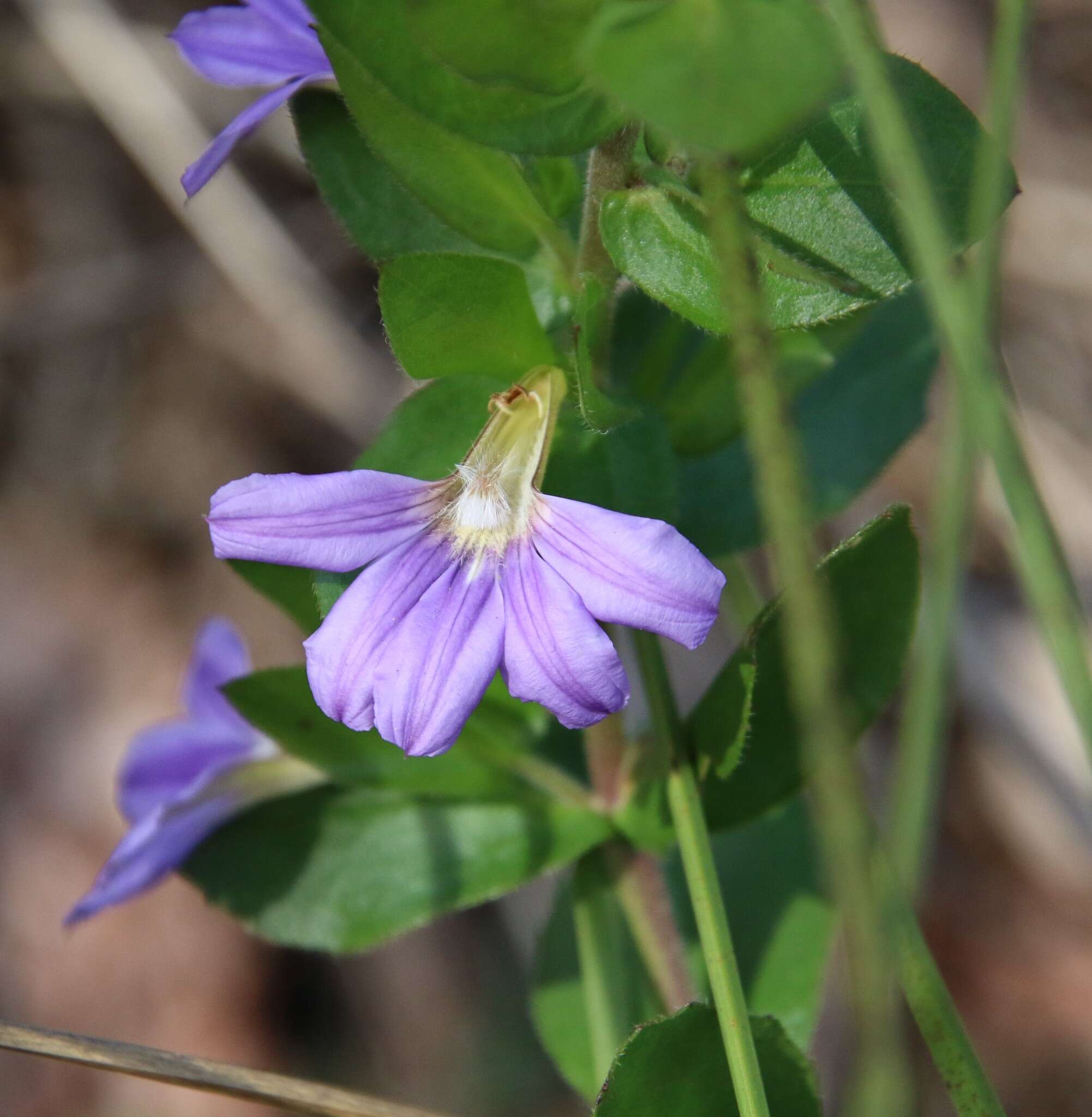 Слика од Scaevola platyphylla Lindl.