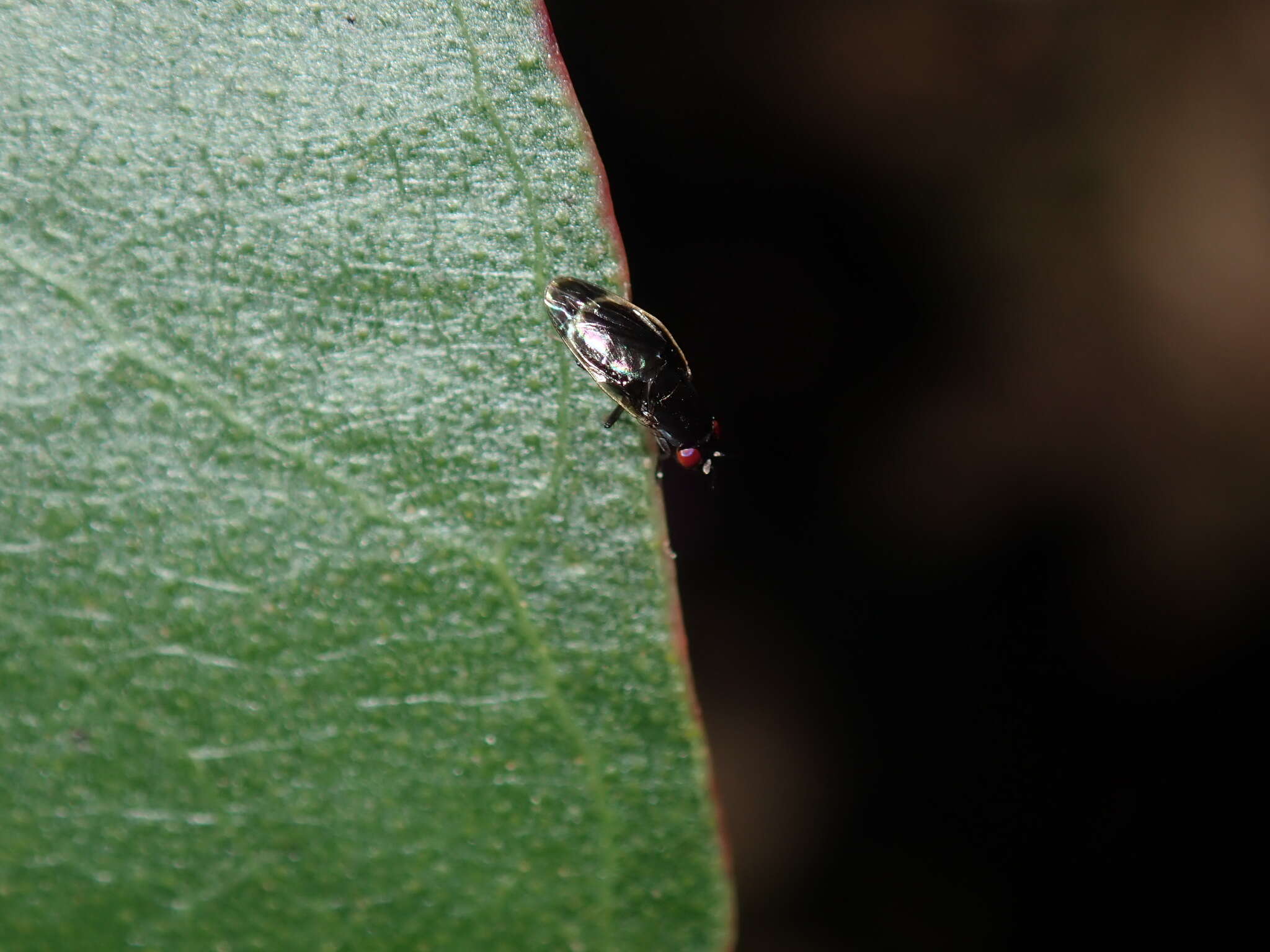 Image of Depressa albicosta Malloch 1927