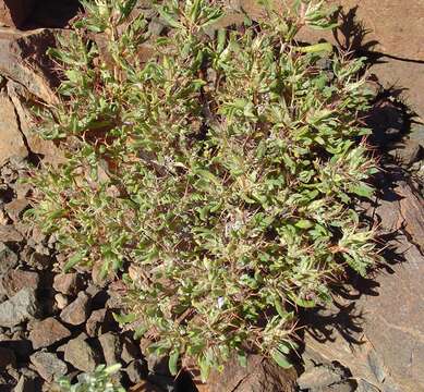 Image of Blepharis furcata (L. fil.) Pers.