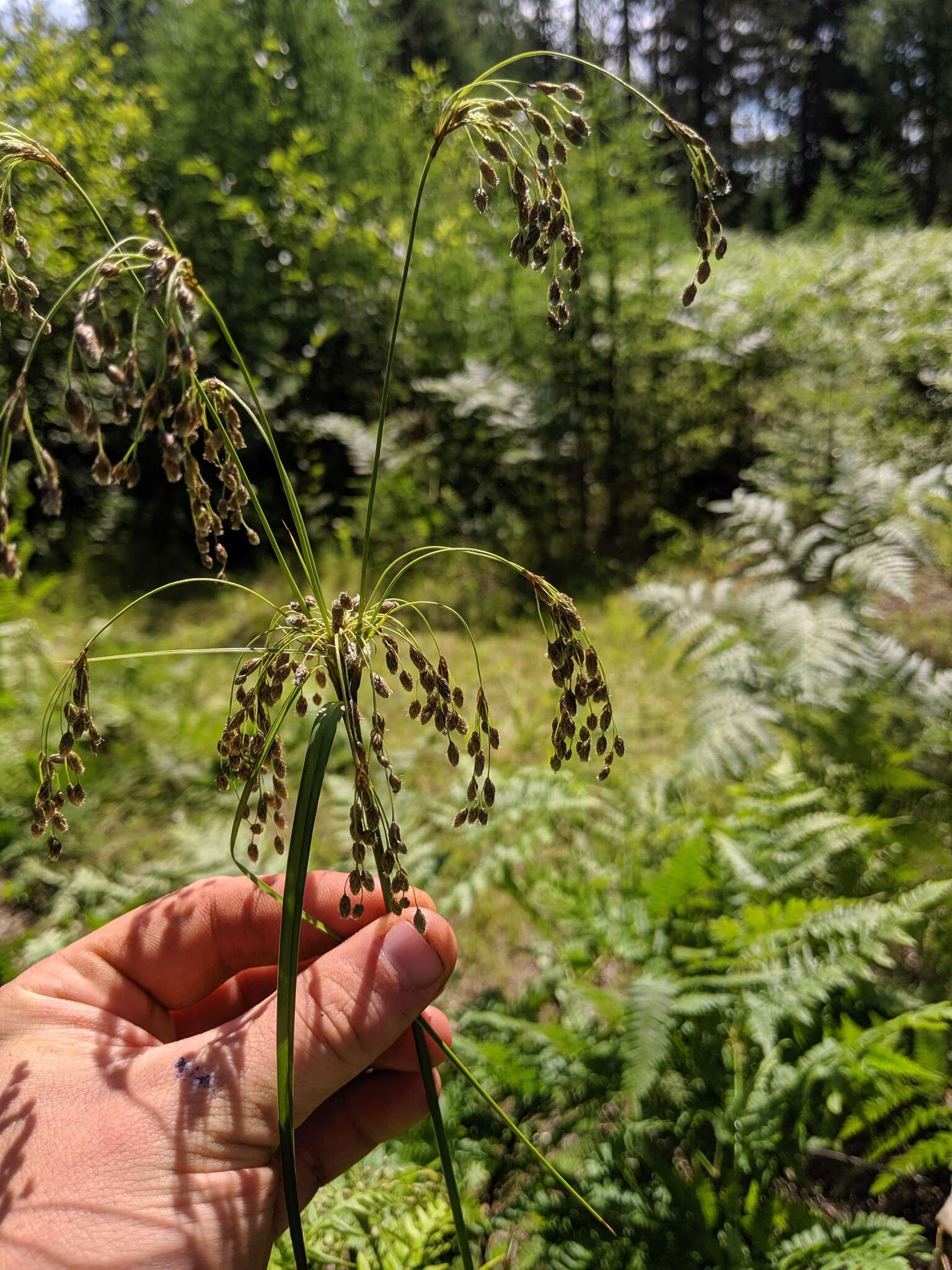 Image of Stalked Bulrush