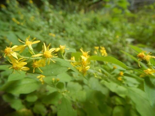 Plancia ëd Solidago albopilosa L. Braun