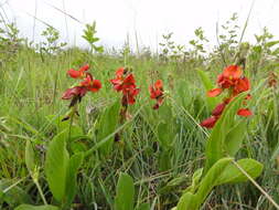 Image of Eriosema distinctum N. E. Br.