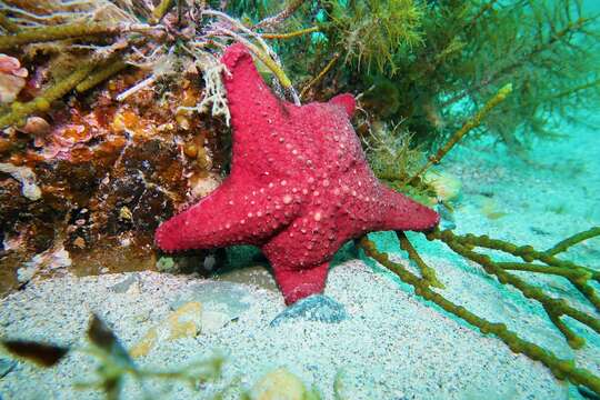 Image of Anthaster valvulatus (Muller & Troschel 1843)