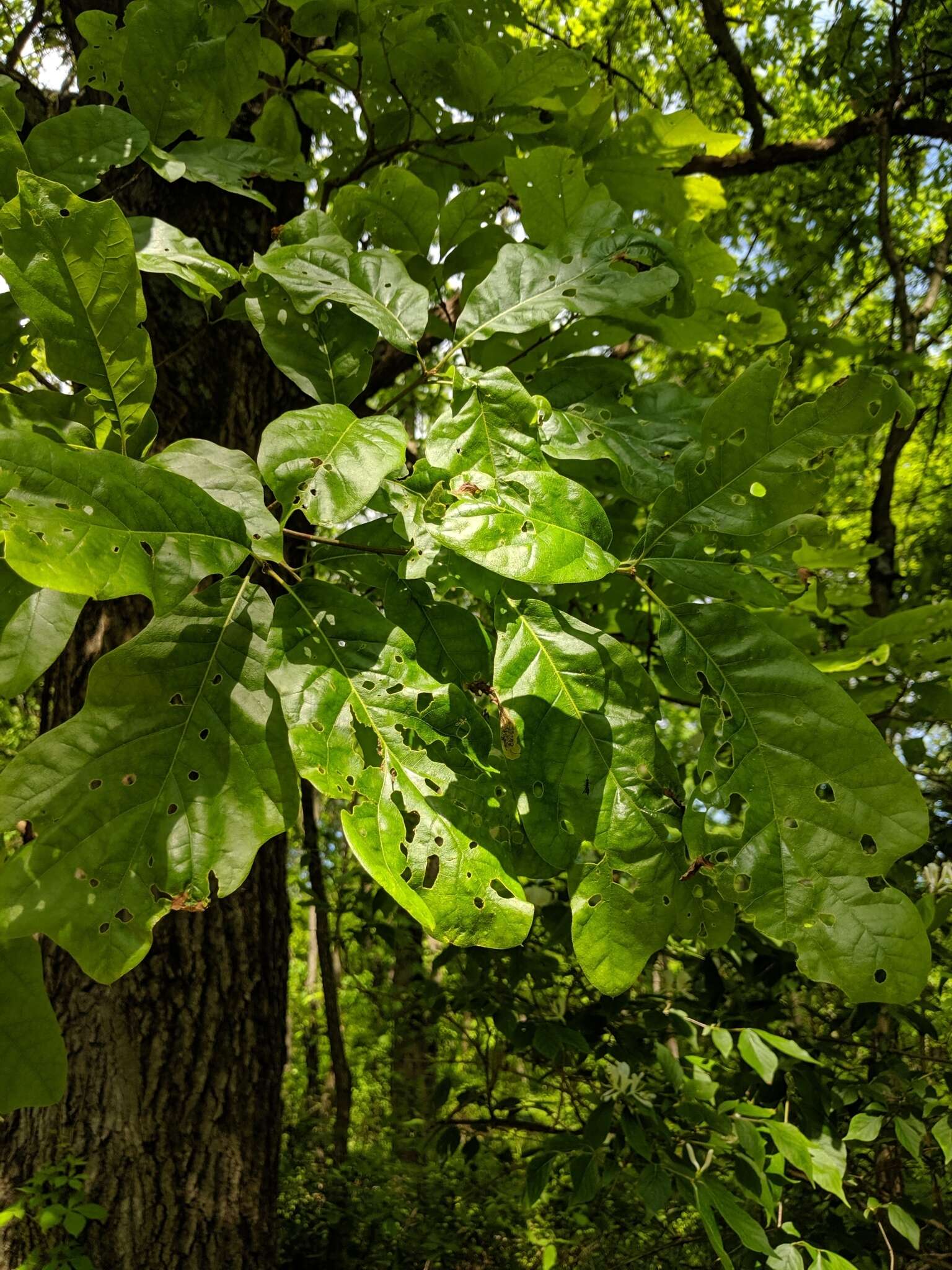 Image of Lea Oak