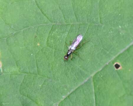 Imagem de Strongylophthalmyia angustipennis Melander 1920