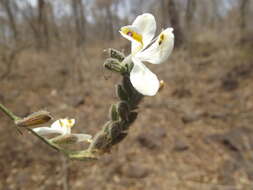 Henrya tuberculosperma T. F. Daniel的圖片