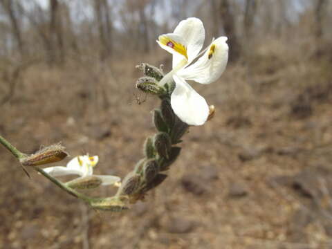 Image of Henrya tuberculosperma T. F. Daniel