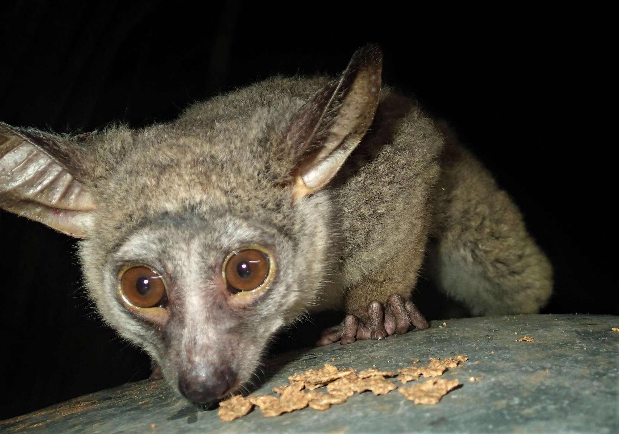 Слика од Otolemur crassicaudatus crassicaudatus (É. Geoffroy Saint-Hilaire 1812)