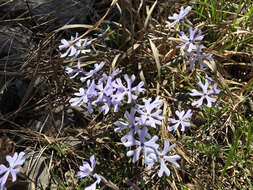 Image of cleft phlox