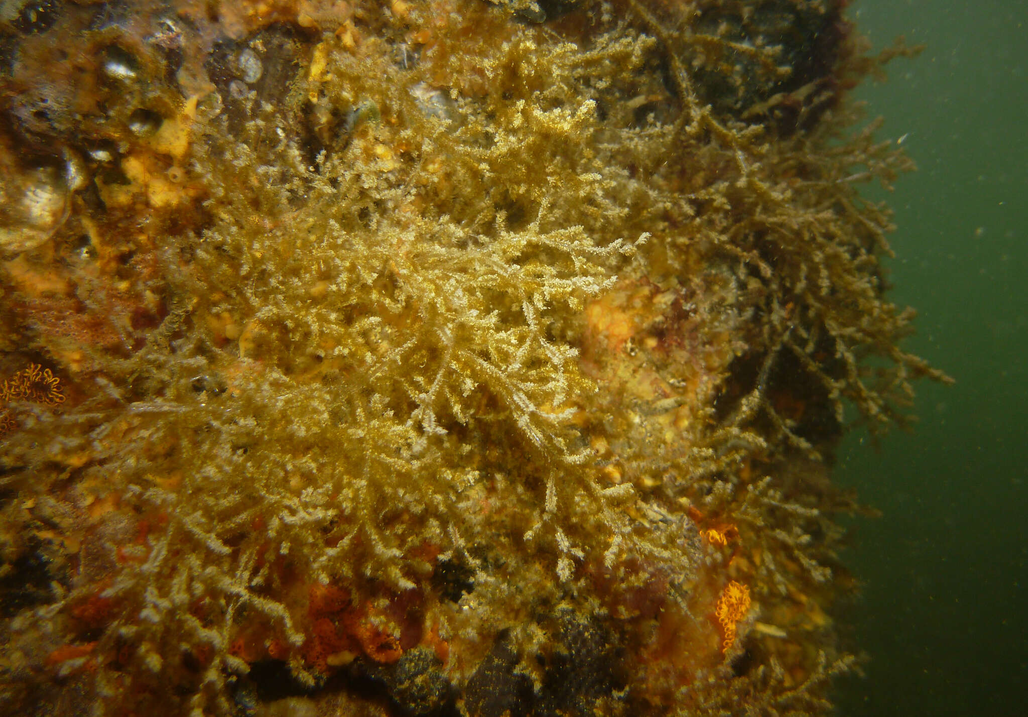 Image of Spaghetti bryozoan