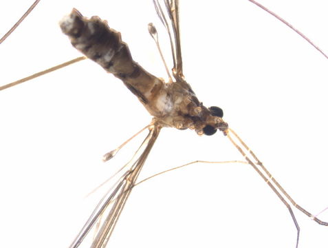 Image of <i>Leptotarsus</i> (<i>Habromastix</i>) <i>hilli</i> (Alexander 1922)