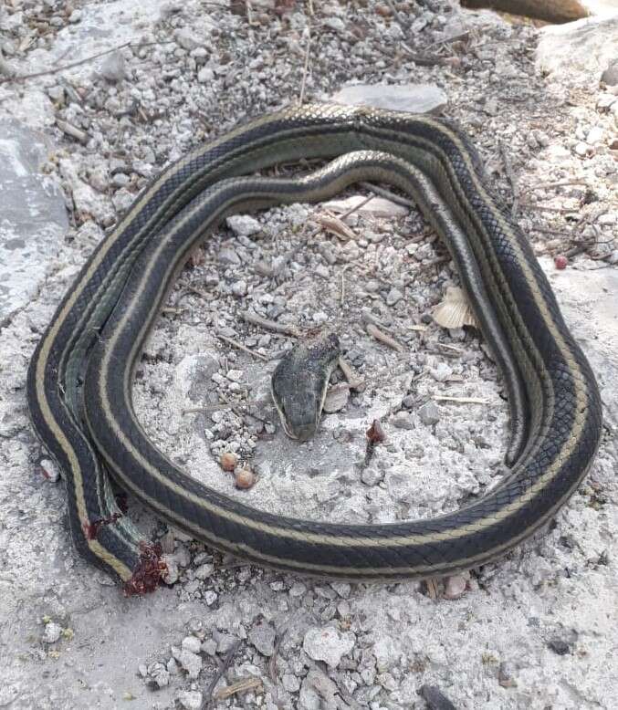 Image of Baird's Patchnose Snake