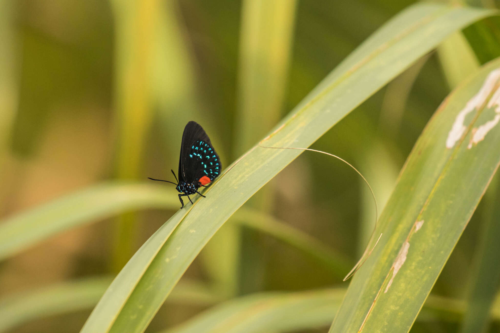 Слика од Eumaeus atala (Poey 1832)