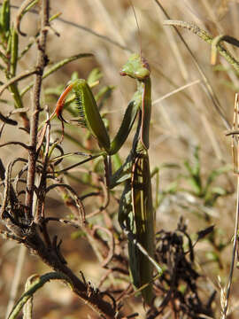 Image of Mantis religiosa religiosa (Linne 1758)