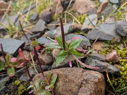 Image of pimpernel willowherb