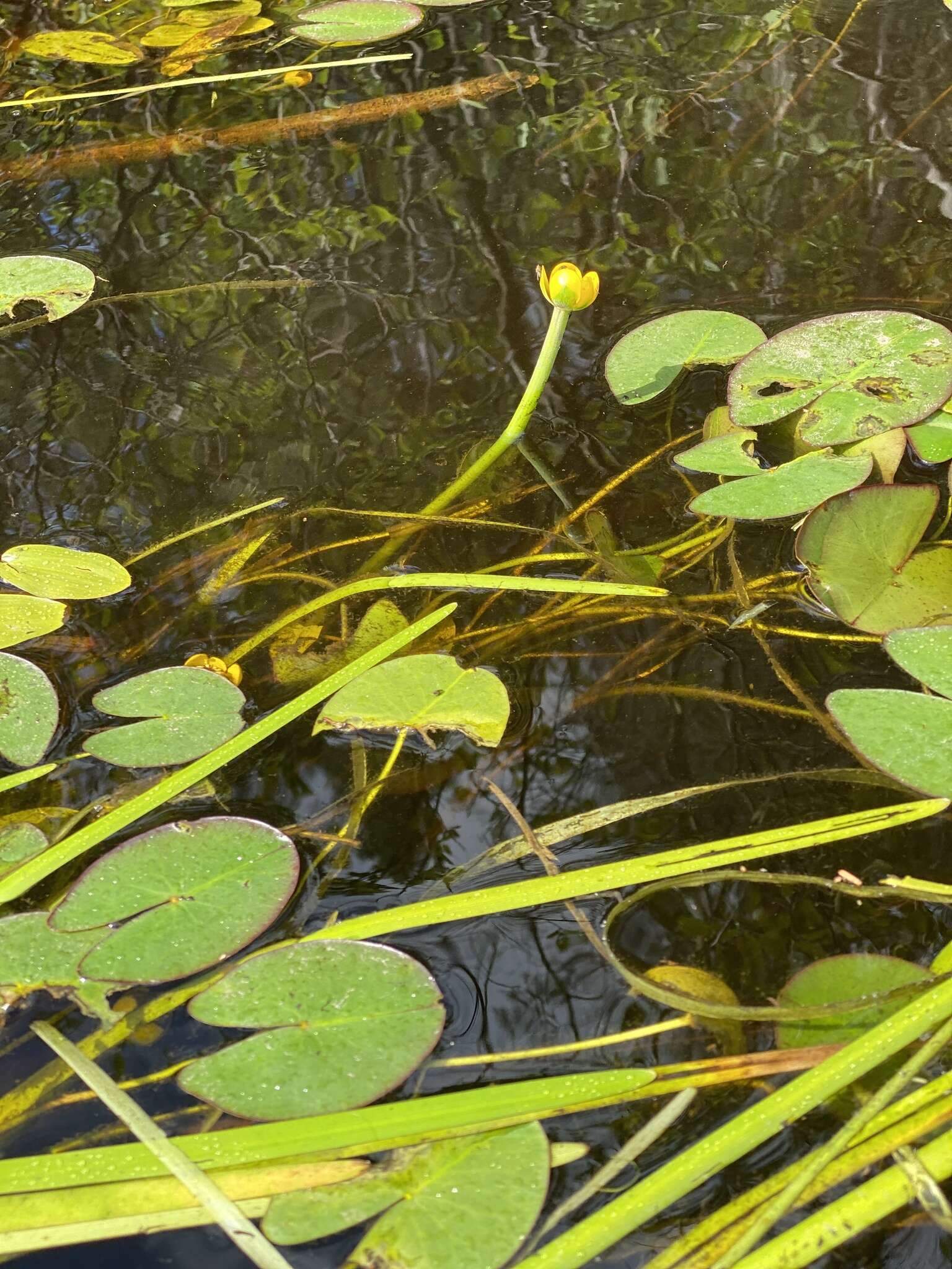 Plancia ëd Nuphar microphylla (Pers.) Fern.