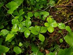 Plancia ëd Galium kamtschaticum Steller ex Schult. & Schult. fil.