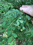 Image of Synostemon albiflorus (F. Muell. ex Müll. Arg.) Airy Shaw