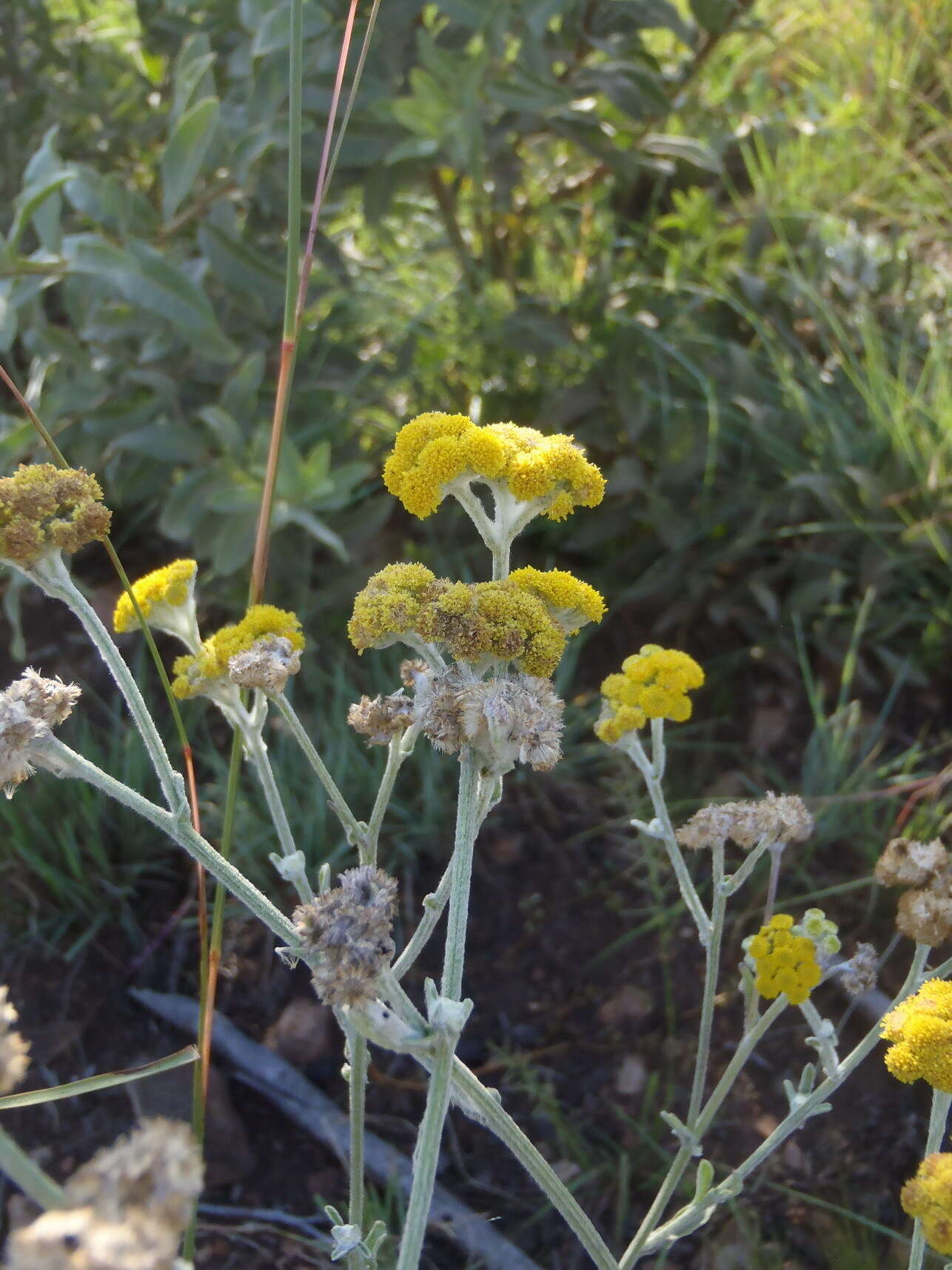 Image of Grassland nidorella