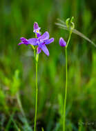 Calopogon tuberosus (L.) Britton, Sterns & Poggenb.的圖片