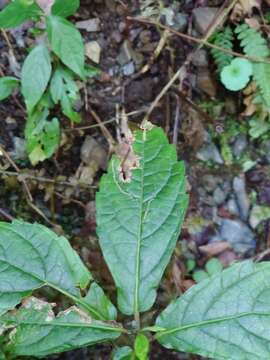 Sivun Chelonopsis moschata Miq. kuva