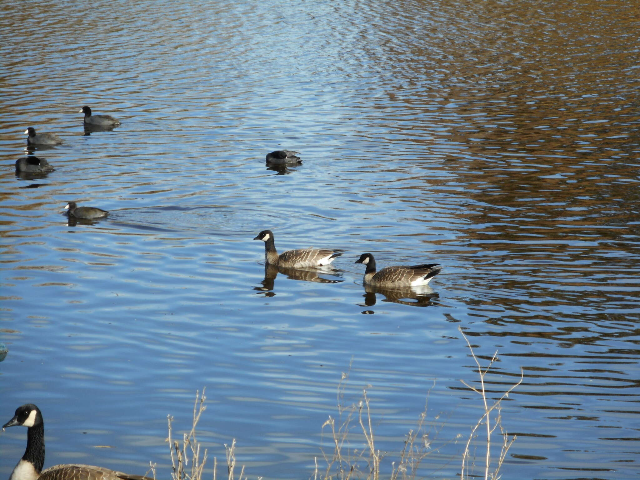 Plancia ëd Branta hutchinsii (Richardson 1832)