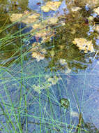 Image of Chiricahua Leopard Frog