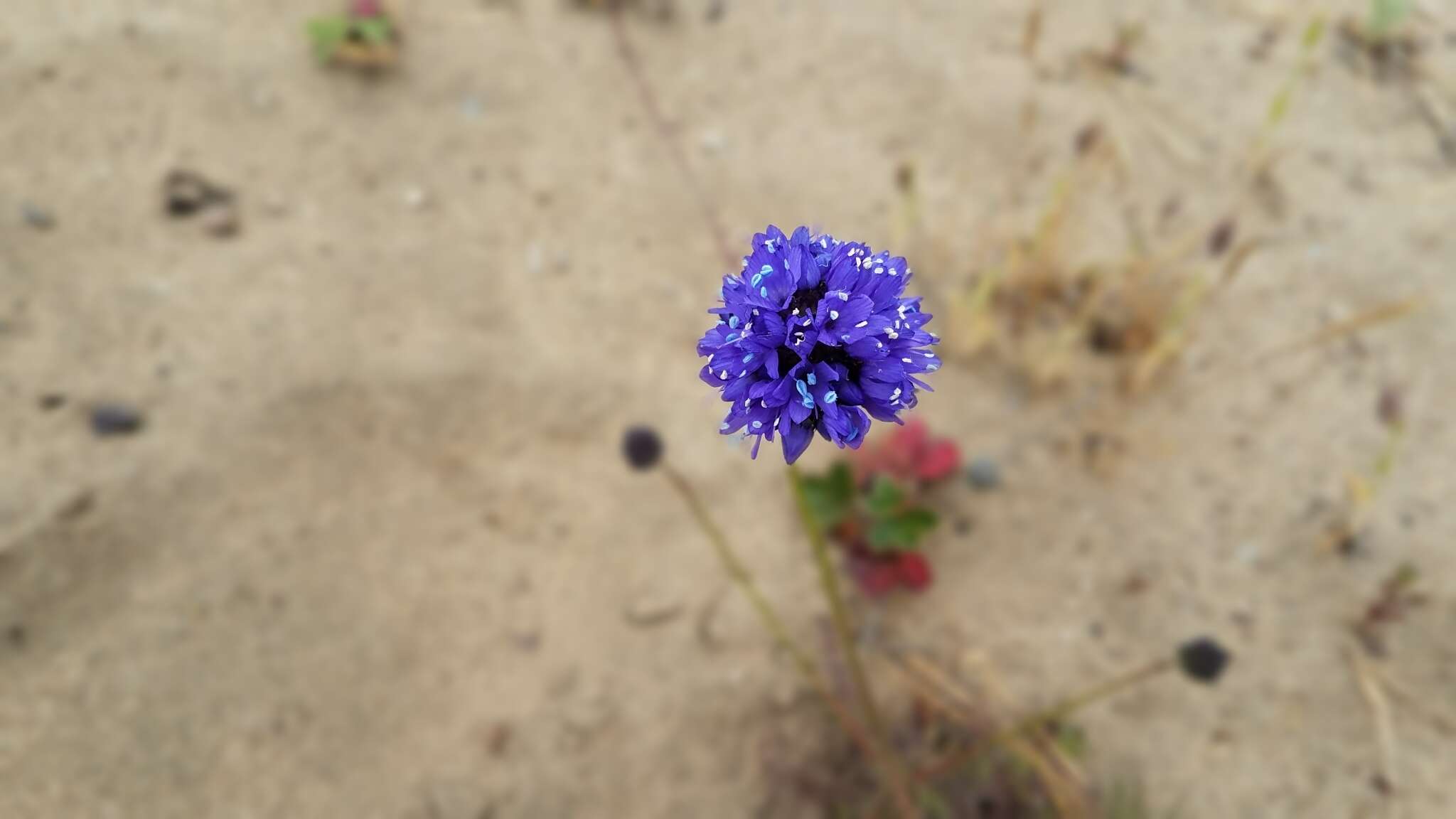 Image of bluehead gilia