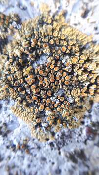 Image of orange lichen