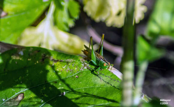 Слика од Conocephalus (Anisoptera) cinereus Thunberg 1815