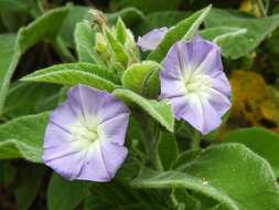 Convolvulus canariensis L.的圖片