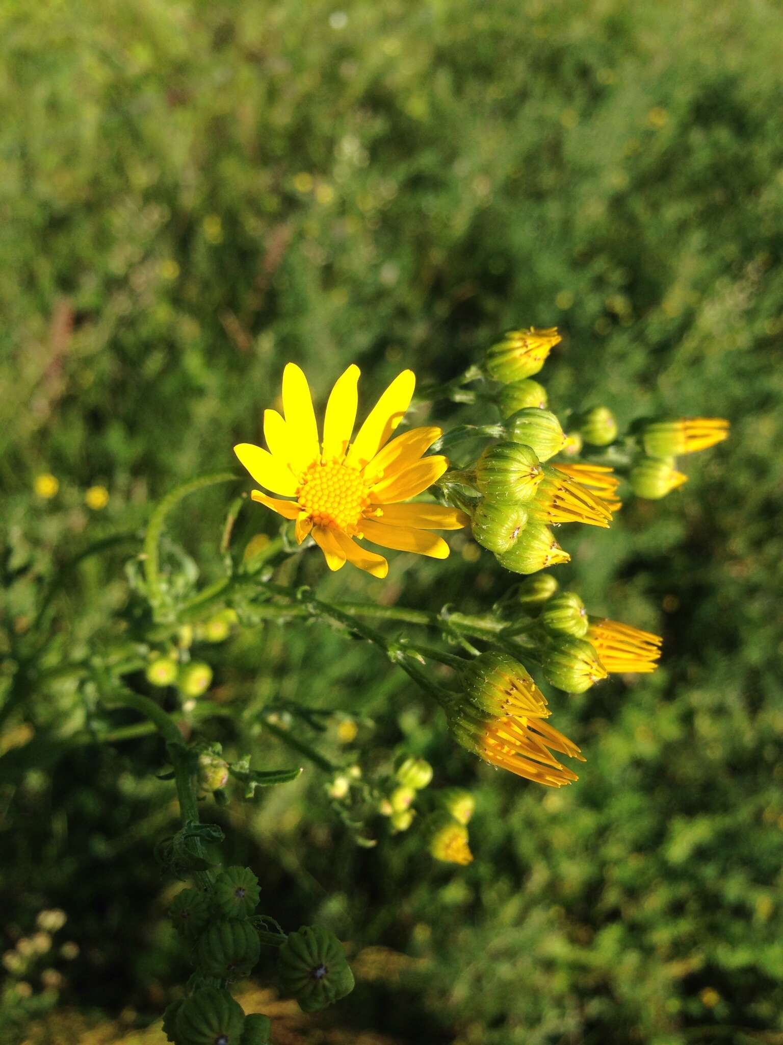 Image of hoary ragwort