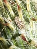 Image of spear thistle lacebug