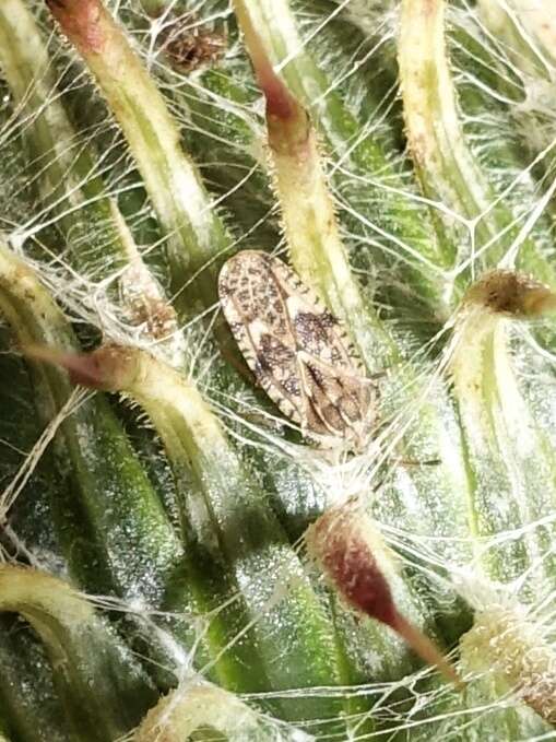 Image of spear thistle lacebug