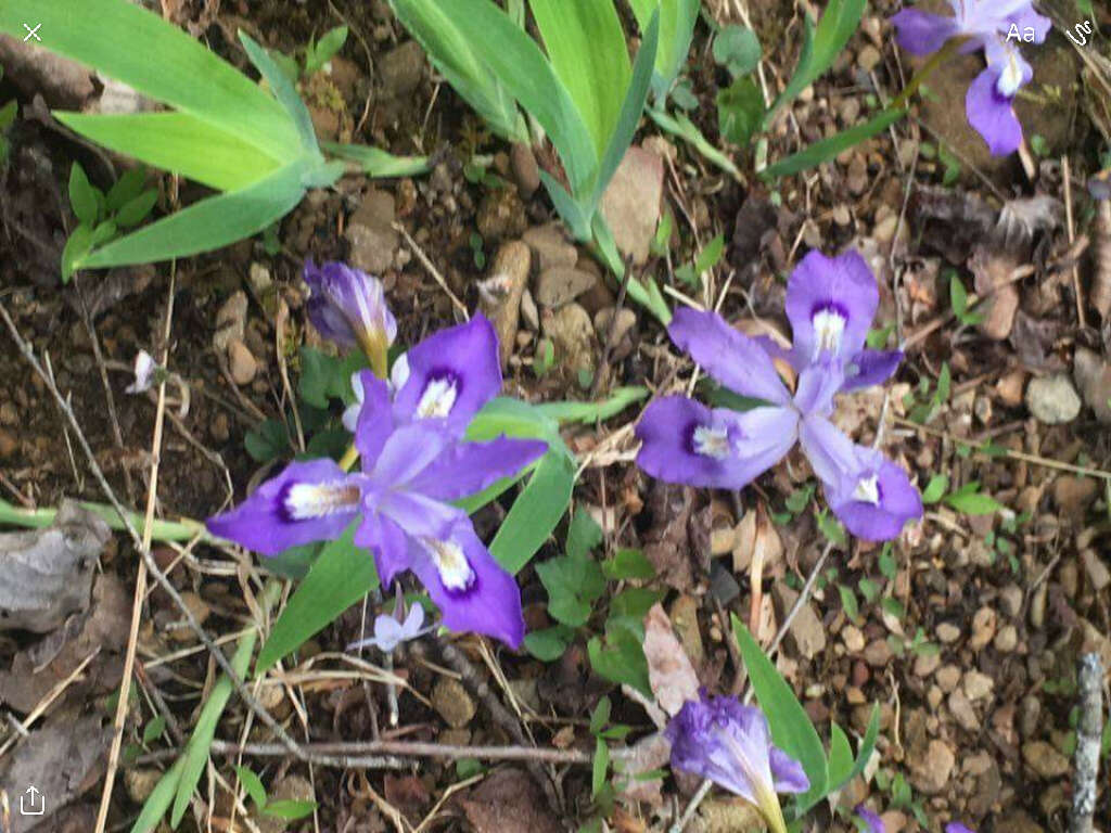 Image of crested iris