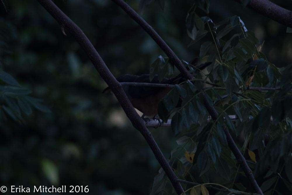 Image of Mangrove Cuckoo