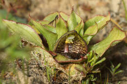 صورة Satyrium pumilum Thunb.